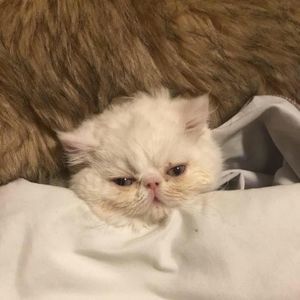 Meet your Posher, Liz